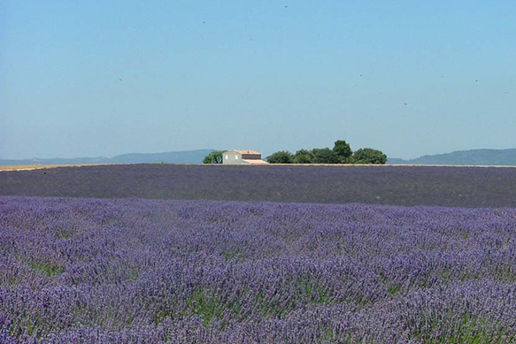 Provence XI 389x583